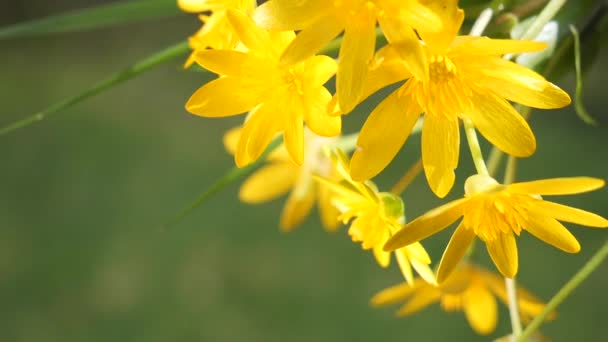 Sarı Kır Çiçekleri Yağmur Damlaları Ile Rüzgarda Gelişir — Stok video