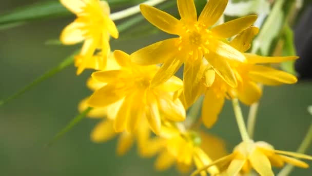 Gelbe Wildblumen Entwickeln Sich Wind Mit Regentropfen — Stockvideo