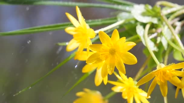 Жовті Квіти Розвиваються Вітрі Краплями Дощу — стокове відео