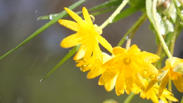 Flores Silvestres Amarillas Desarrollan Viento Con Gotas Lluvia — Vídeo de stock