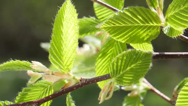 Gota Lluvia Agua Con Hoja Verde Fresca Para Fondo Naturaleza — Vídeos de Stock