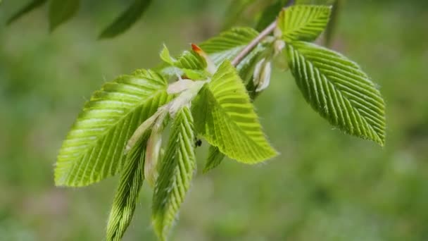 Vatten Regn Droppe Med Färskt Grönt Blad För Natur Bakgrund — Stockvideo