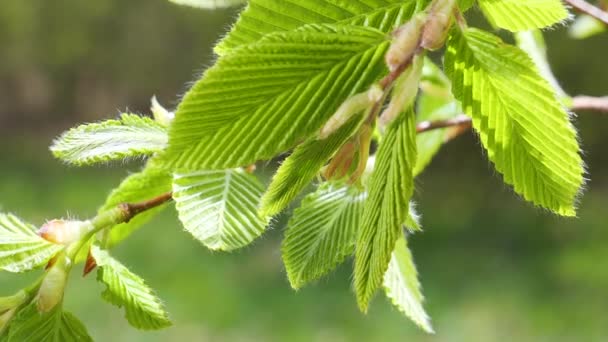 Wasser Regentropfen Mit Frischem Grünen Blatt Für Die Natur Hintergrund — Stockvideo