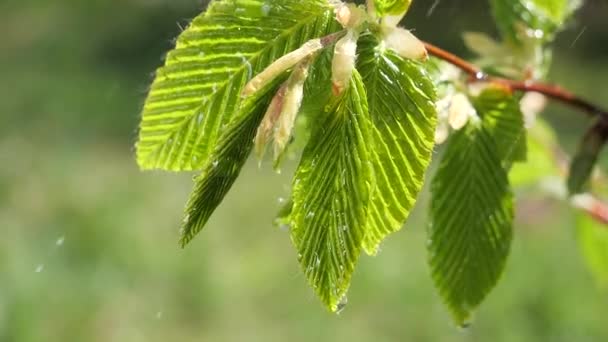 水雨滴与新鲜的绿叶为自然背景的特写露珠滴从叶子 — 图库视频影像