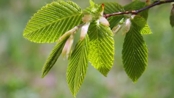 Water Regendruppel Met Vers Groen Blad Voor Natuur Achtergrond Van — Stockvideo