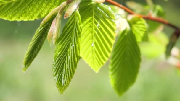 Wasser Regentropfen Mit Frischem Grünen Blatt Für Die Natur Hintergrund — Stockvideo