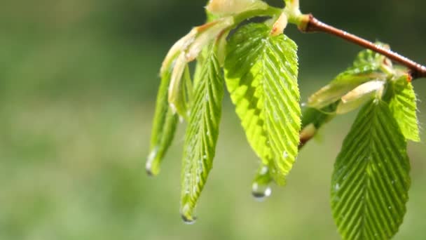Kropla Deszczu Wody Świeżym Zielonym Liściem Tle Natury Bliska Kropla — Wideo stockowe