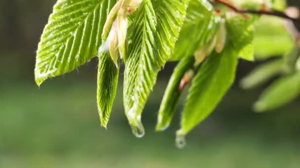 Wasser Regentropfen Mit Frischem Grünen Blatt Für Die Natur Hintergrund — Stockvideo