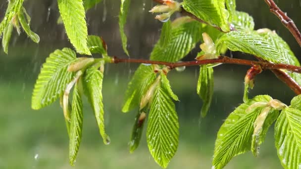 Wasser Regentropfen Mit Frischem Grünen Blatt Für Die Natur Hintergrund — Stockvideo