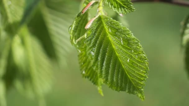 水雨滴与新鲜的绿叶为自然背景的特写露珠滴从叶子 — 图库视频影像