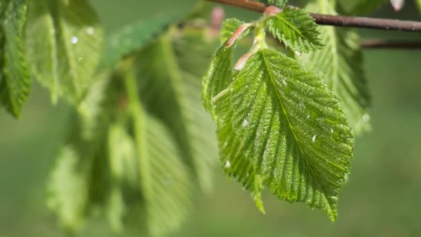 Gota Lluvia Agua Con Hoja Verde Fresca Para Fondo Naturaleza — Vídeos de Stock