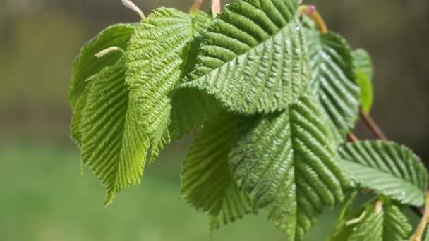 Goccia Pioggia Acqua Con Foglia Verde Fresco Sfondo Della Natura — Video Stock