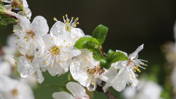 Cseresznyevirág Tavasszal Esőcseppekkel — Stock videók