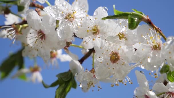 Cherry Bloemen Het Voorjaar Een Boom Met Regendruppels — Stockvideo