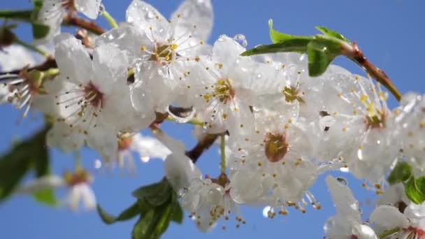 Цветы Сакуры Весной Дереве Каплями Дождя — стоковое видео