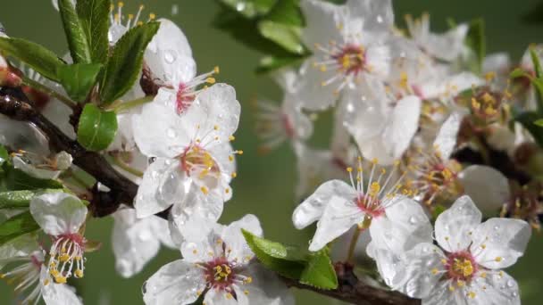 Körsbärsblommor Våren Ett Träd Med Regndroppar — Stockvideo