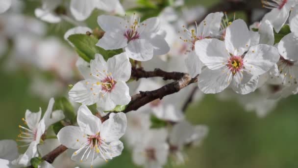 Cherry Bloemen Het Voorjaar Een Boom Met Regendruppels — Stockvideo