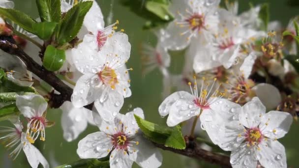 Цветы Сакуры Весной Дереве Каплями Дождя — стоковое видео