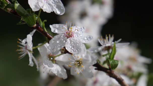 Fleurs Cerisier Printemps Sur Arbre Avec Des Gouttes Pluie — Video