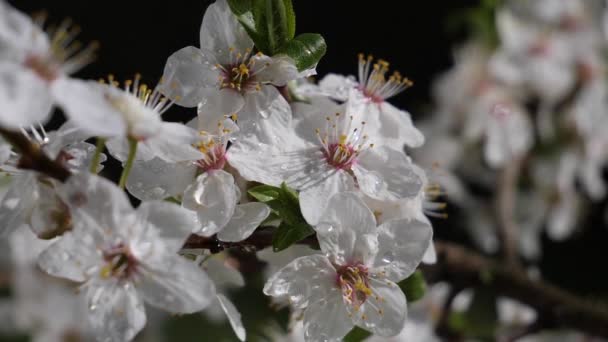 Kirschblüten Frühling Auf Einem Baum Mit Regentropfen — Stockvideo