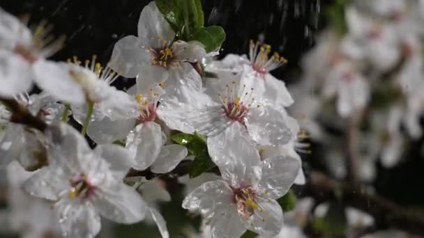 Cherry Bloemen Het Voorjaar Een Boom Met Regendruppels — Stockvideo