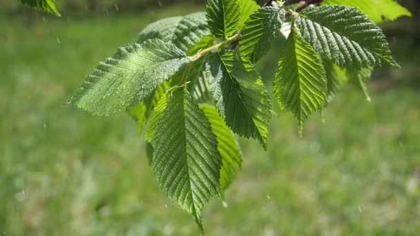 Крапля Дощу Водою Свіжим Зеленим Листом Фону Природи Крупним Планом — стокове відео