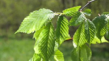 yapraktan çiy damla sıyrık yakın doğa arka plan için taze yeşil yaprak ile su yağmur damla