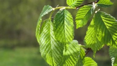 yapraktan çiy damla sıyrık yakın doğa arka plan için taze yeşil yaprak ile su yağmur damla