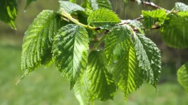 yapraktan çiy damla sıyrık yakın doğa arka plan için taze yeşil yaprak ile su yağmur damla