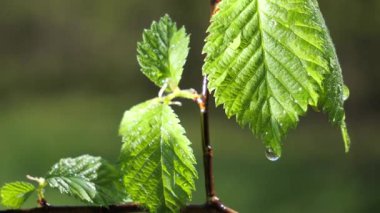 yapraktan çiy damla sıyrık yakın doğa arka plan için taze yeşil yaprak ile su yağmur damla