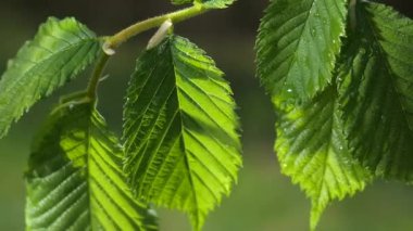 yapraktan çiy damla sıyrık yakın doğa arka plan için taze yeşil yaprak ile su yağmur damla