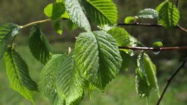 yapraktan çiy damla sıyrık yakın doğa arka plan için taze yeşil yaprak ile su yağmur damla
