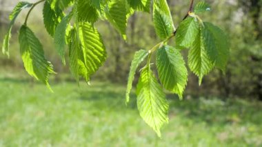 yapraktan çiy damla sıyrık yakın doğa arka plan için taze yeşil yaprak ile su yağmur damla