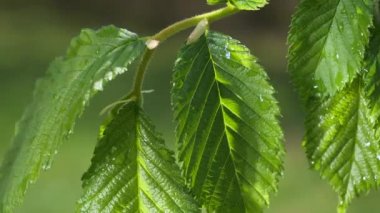 yapraktan çiy damla sıyrık yakın doğa arka plan için taze yeşil yaprak ile su yağmur damla