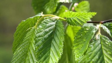 yapraktan çiy damla sıyrık yakın doğa arka plan için taze yeşil yaprak ile su yağmur damla