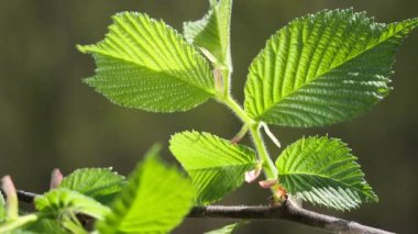 yapraktan çiy damla sıyrık yakın doğa arka plan için taze yeşil yaprak ile su yağmur damla