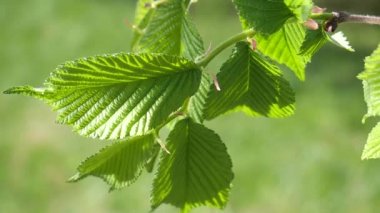 yapraktan çiy damla sıyrık yakın doğa arka plan için taze yeşil yaprak ile su yağmur damla