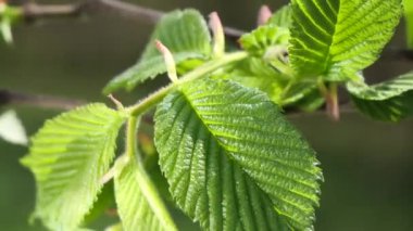 yapraktan çiy damla sıyrık yakın doğa arka plan için taze yeşil yaprak ile su yağmur damla