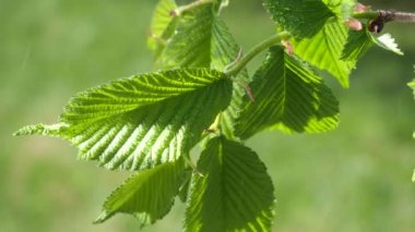 yapraktan çiy damla sıyrık yakın doğa arka plan için taze yeşil yaprak ile su yağmur damla