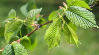 yapraktan çiy damla sıyrık yakın doğa arka plan için taze yeşil yaprak ile su yağmur damla