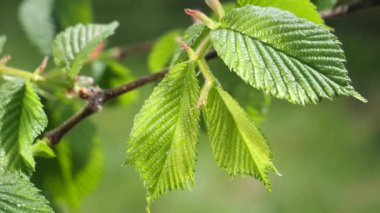 yapraktan çiy damla sıyrık yakın doğa arka plan için taze yeşil yaprak ile su yağmur damla