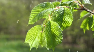 yapraktan çiy damla sıyrık yakın doğa arka plan için taze yeşil yaprak ile su yağmur damla