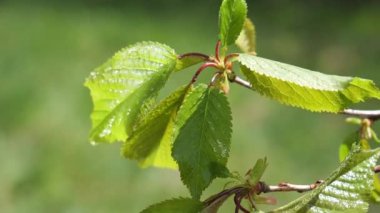 yapraktan çiy damla sıyrık yakın doğa arka plan için taze yeşil yaprak ile su yağmur damla