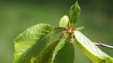 yapraktan çiy damla sıyrık yakın doğa arka plan için taze yeşil yaprak ile su yağmur damla