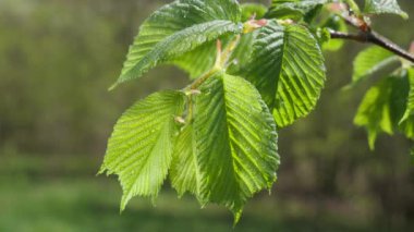 yapraktan çiy damla sıyrık yakın doğa arka plan için taze yeşil yaprak ile su yağmur damla