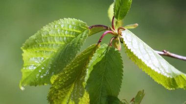 yapraktan çiy damla sıyrık yakın doğa arka plan için taze yeşil yaprak ile su yağmur damla