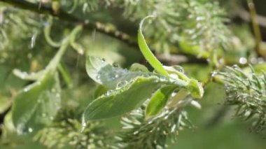 yapraktan çiy damla sıyrık yakın doğa arka plan için taze yeşil yaprak ile su yağmur damla