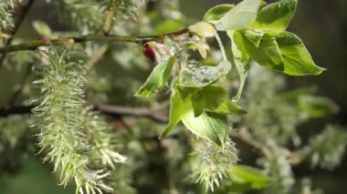 yapraktan çiy damla sıyrık yakın doğa arka plan için taze yeşil yaprak ile su yağmur damla