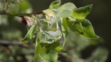 yapraktan çiy damla sıyrık yakın doğa arka plan için taze yeşil yaprak ile su yağmur damla