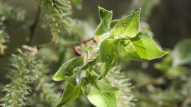 yapraktan çiy damla sıyrık yakın doğa arka plan için taze yeşil yaprak ile su yağmur damla